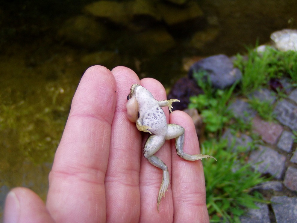 Le solite ... rane verdi - Pelophylax sp. (prov. Ferrara)